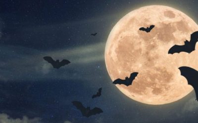 Nuit internationale de la chauve-souris: Comment cet animal nocturne a inspiré l’Homme au fil du temps